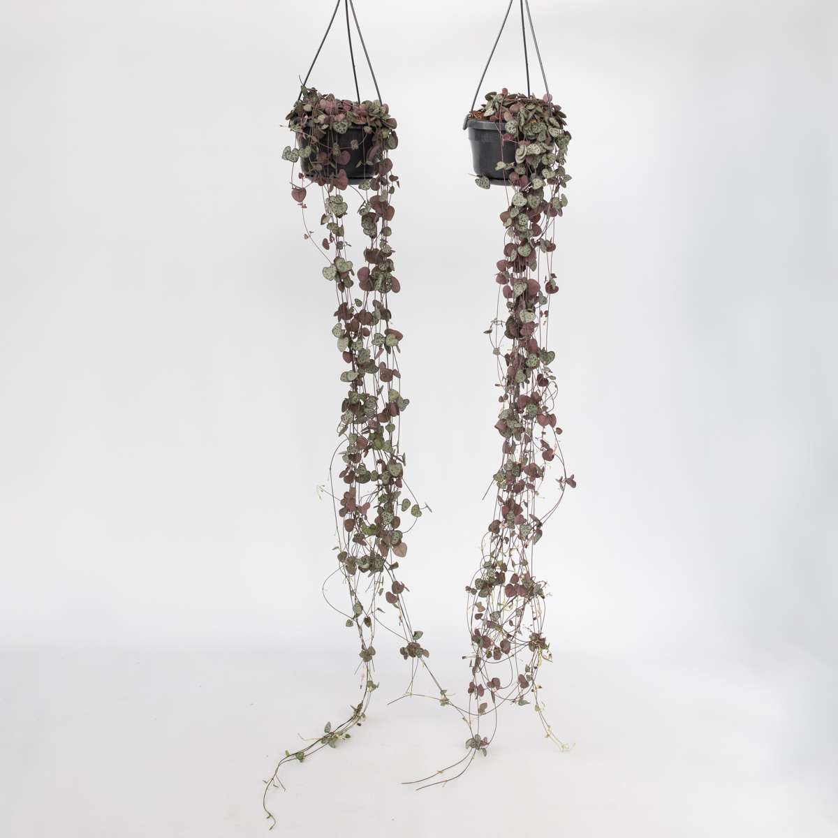 Hanging Plants Leuchterblume - 2 Stk - Ceropegia Linearis Woodii - Höhe 20-30Cm - ⌀14Cm