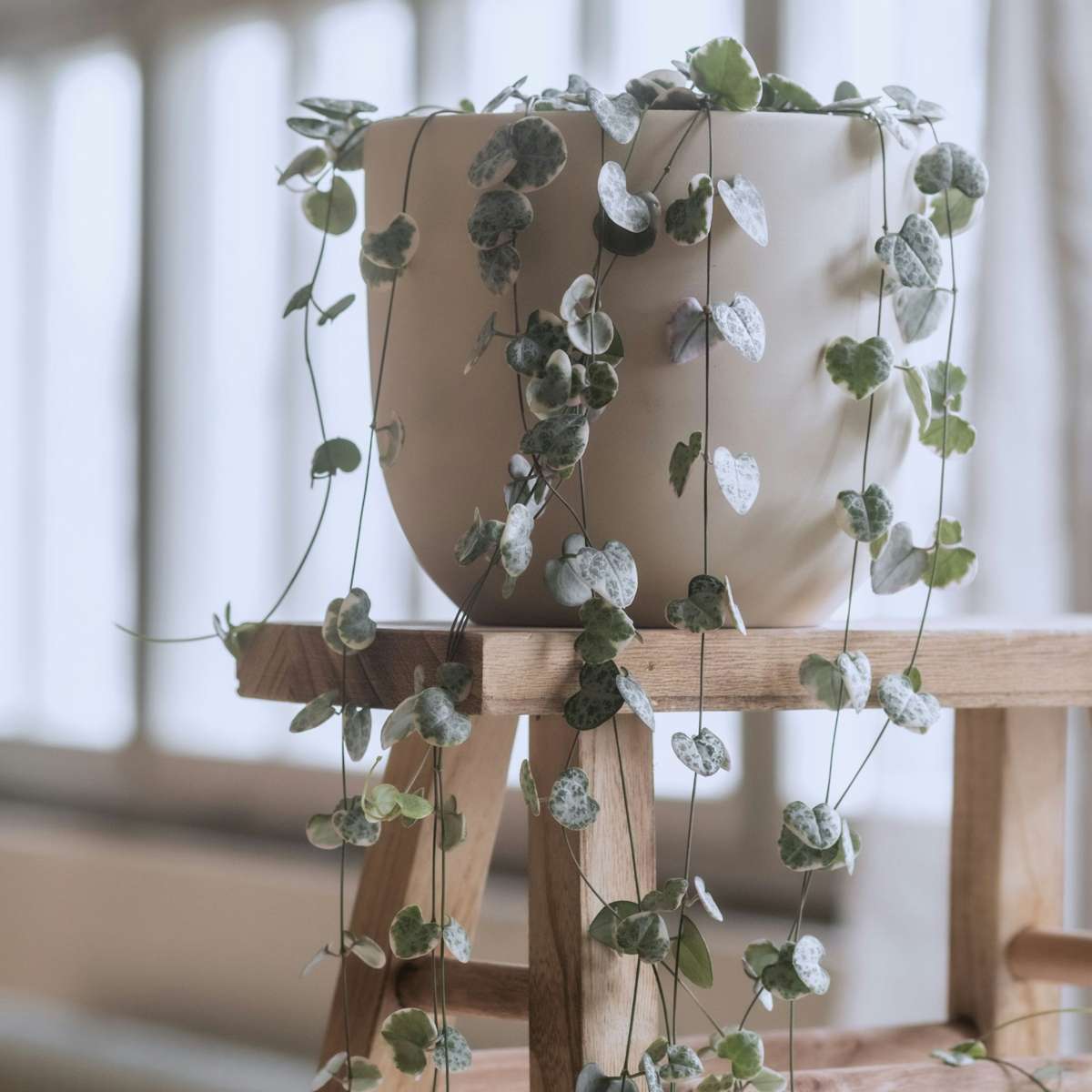 Hanging Plants Leuchterblume - 2 Stk - Ceropegia Linearis Woodii - Höhe 20-30Cm - ⌀14Cm