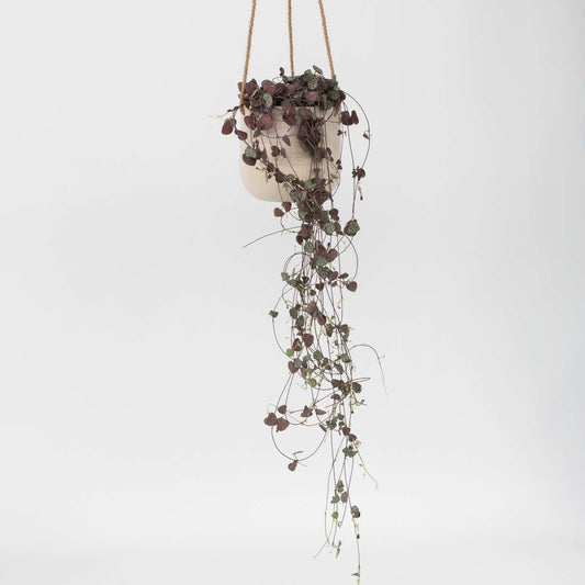 Hanging Plants Leuchterblume - Ceropegia Linearis Woodii - Höhe 20-30Cm - ⌀14Cm