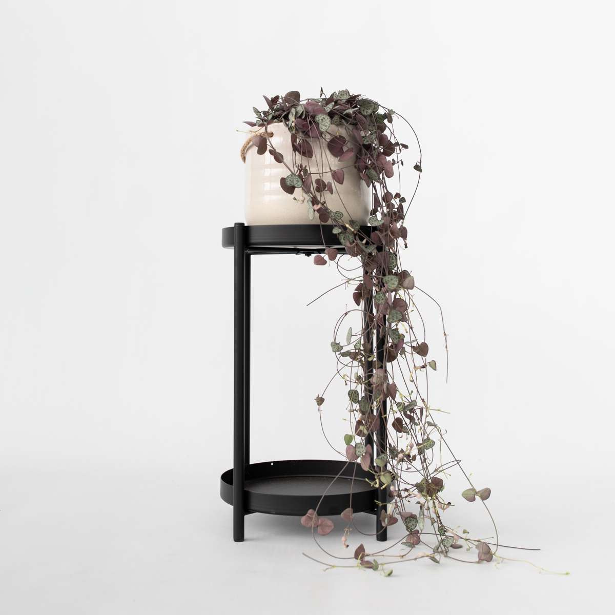 Hanging Plants Leuchterblume - Ceropegia Linearis Woodii - Höhe 20-30Cm - ⌀14Cm