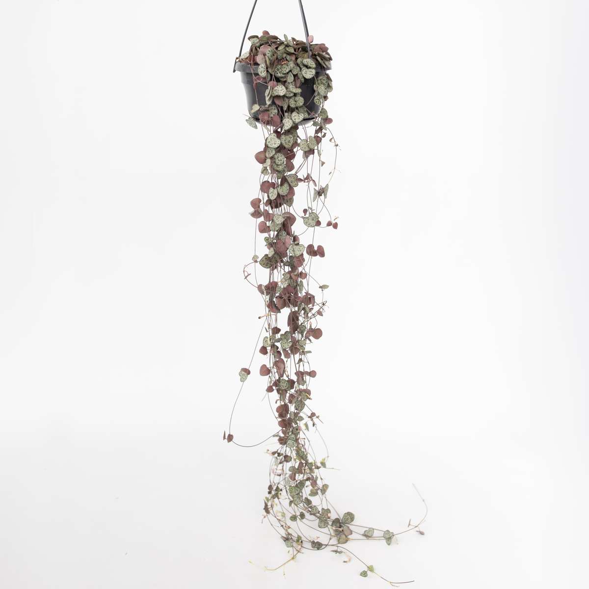 Hanging Plants Leuchterblume - Ceropegia Linearis Woodii - Höhe 20-30Cm - ⌀14Cm