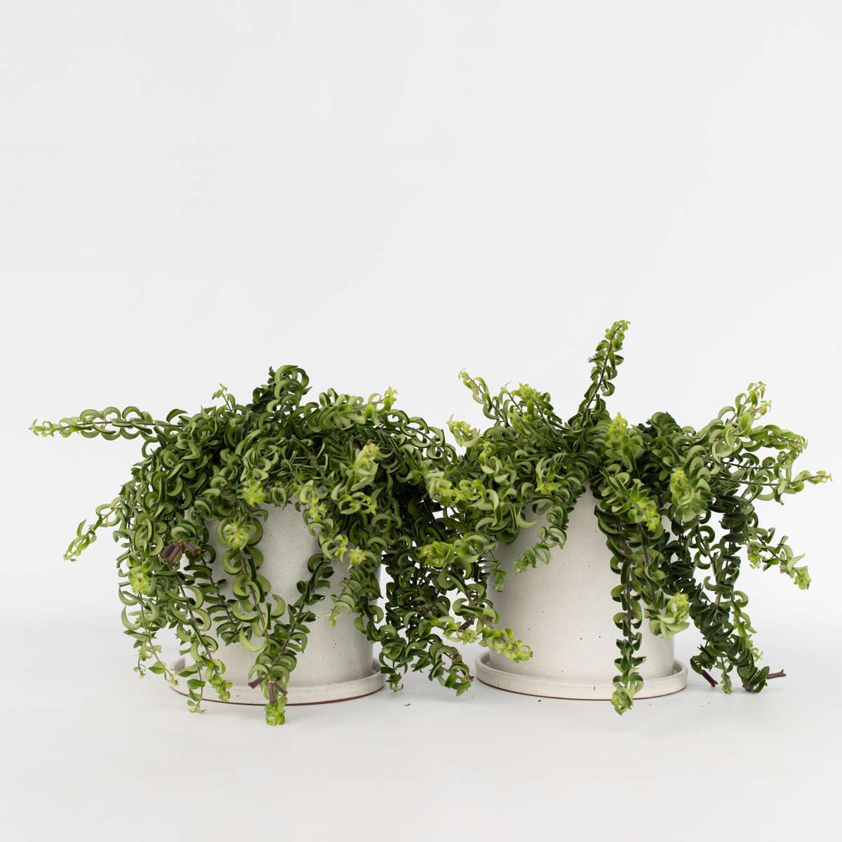 Hanging Plants Lippenstiftpflanze - 2 Stk - Aeschynanthus Pulcher - Höhe 20-30Cm - ⌀15Cm