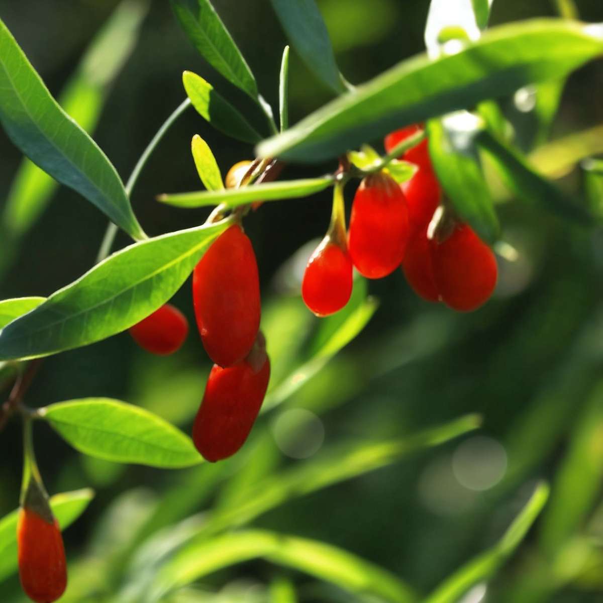 Fruit Trees Goji Pflanzen - 3 Stk - Lycium Barbarum - Höhe 25-40Cm - ⌀9Cm