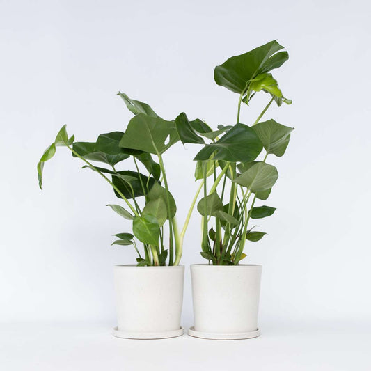 Monstera Fensterblatt - 2 Stk - Monstera Deliciosa - Höhe 50-60Cm - ⌀17Cm