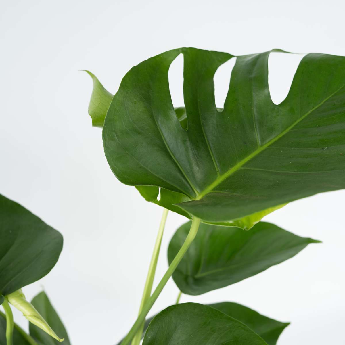 Monstera Fensterblatt - 2 Stk - Monstera Deliciosa - Höhe 50-60Cm - ⌀17Cm