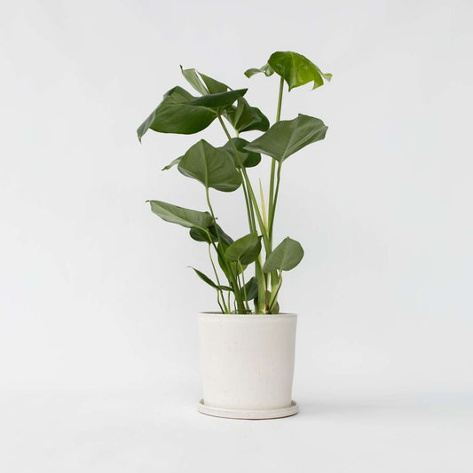 Monstera Fensterblatt - Monstera Deliciosa - Höhe 50-60Cm - ⌀17Cm