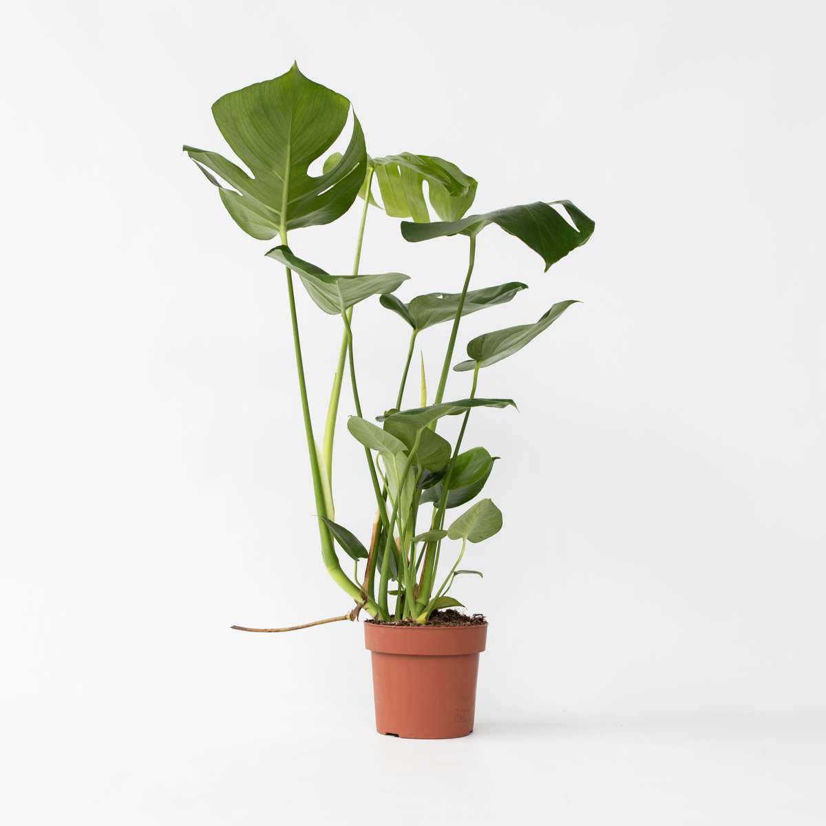 Monstera Fensterblatt - Monstera Deliciosa - Höhe 50-60Cm - ⌀17Cm