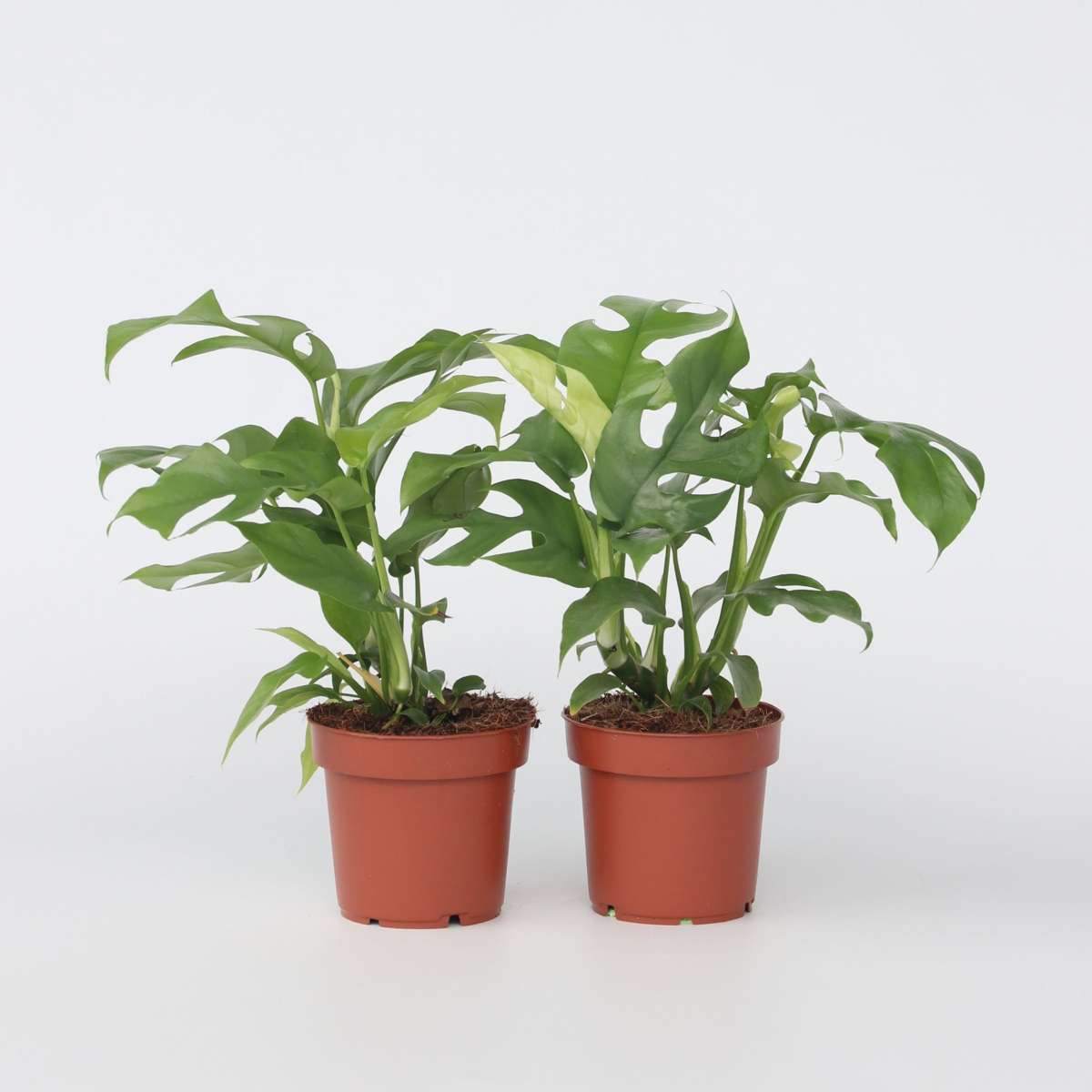 Monstera Fensterblatt - 2 Stk - Rhaphidophora Tetrasperma - Höhe 20-30Cm - ⌀12Cm