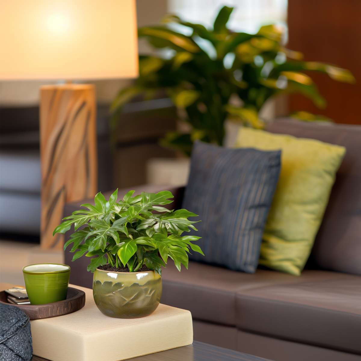 Monstera Fensterblatt - 2 Stk - Rhaphidophora Tetrasperma - Höhe 20-30Cm - ⌀12Cm