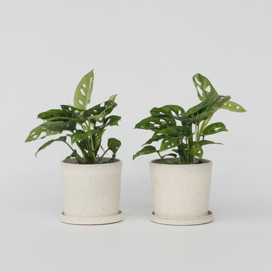 Monstera Fensterblatt - 2 Stk - Monstera Adansonii 'Monkey Mask' - Höhe 25-30Cm - ⌀12Cm