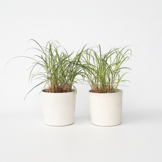 Ornamental Grasses Chinaschilf Zebrinus - 2 Stk - Miscanthus 'Red Chief' - Höhe 40-60Cm - ⌀23Cm