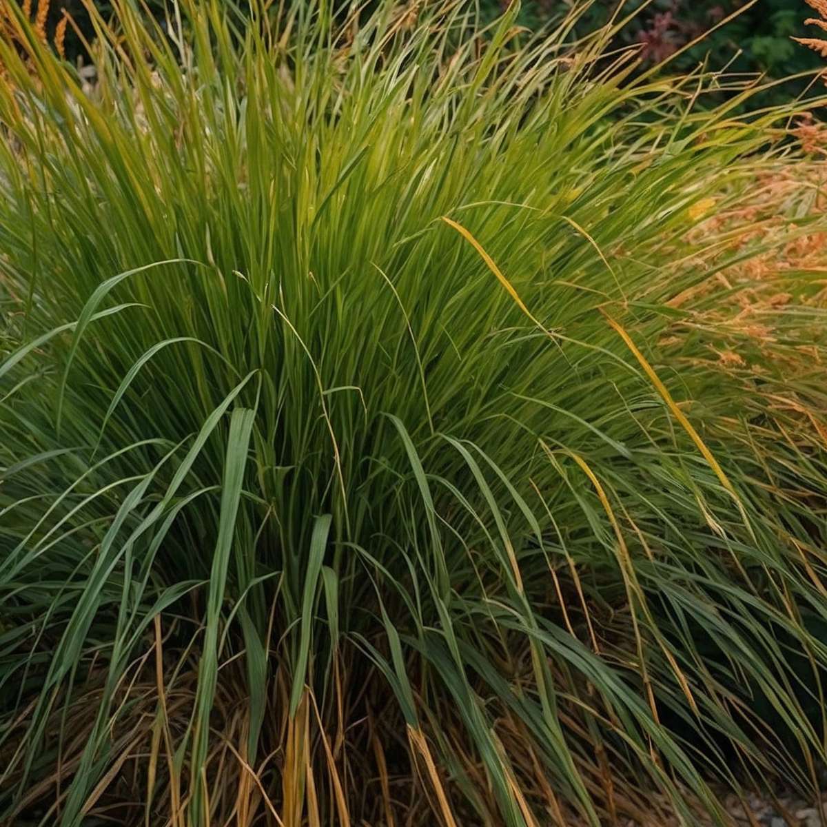 Ornamental Grasses Chinaschilf Zebrinus - 2 Stk - Miscanthus 'Gracillimus' - Höhe 40-60Cm - ⌀23Cm