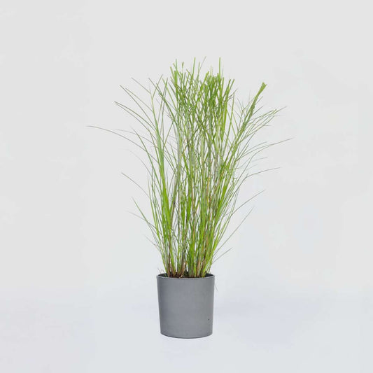 Ornamental Grasses Chinaschilf Zebrinus - Miscanthus Sinensis 'Gracillimus' - Höhe 40-60Cm - ⌀23Cm