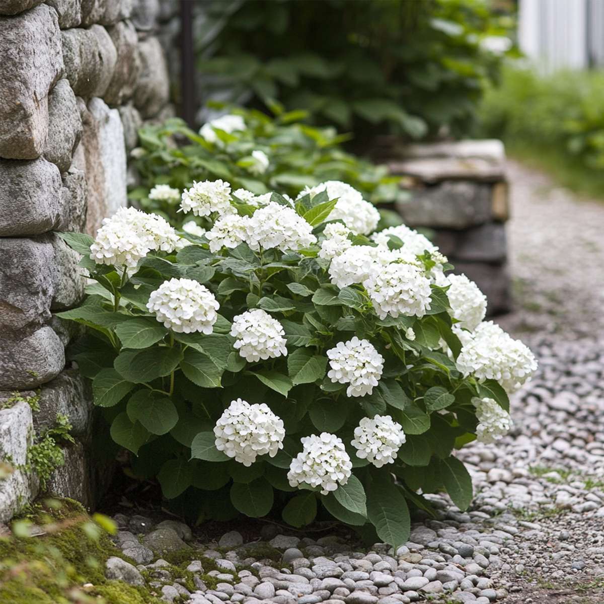 Hydrangea Hortensie - 3 Stk - Hydrangea Macrophylla Teller 'Benxi' - Höhe 25-40Cm - ⌀9Cm