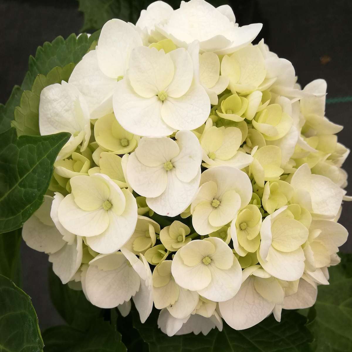 Hydrangea Hortensie - 3 Stk - Hydrangea Macrophylla Teller 'Benxi' - Höhe 25-40Cm - ⌀9Cm