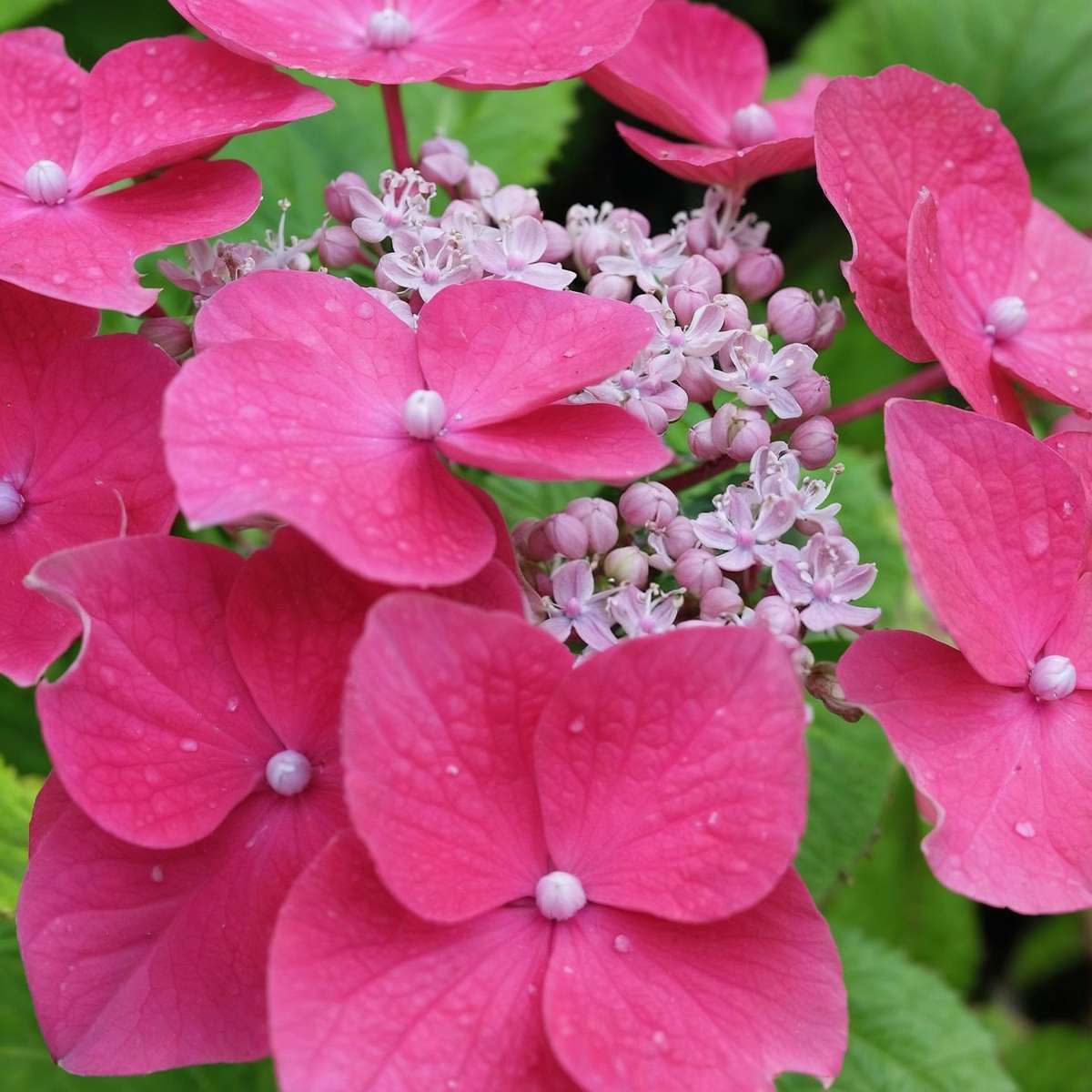 Hydrangea Hortensie - 3 Stk - Hydrangea Macrophylla Teller Red Bull - Höhe 25-40Cm - ⌀9Cm