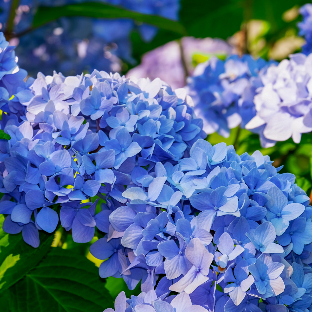 Hydrangea Hortensie - 3 Stk - Hydrangea Macrophylla - Höhe 25-40Cm - ⌀9Cm