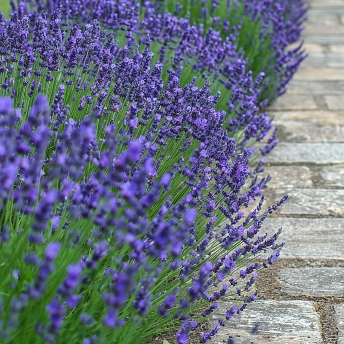 Lavender Lavendelpflanzen - 12 Stk - Lavandula Angustifolia - Höhe 10-15Cm - ⌀11Cm