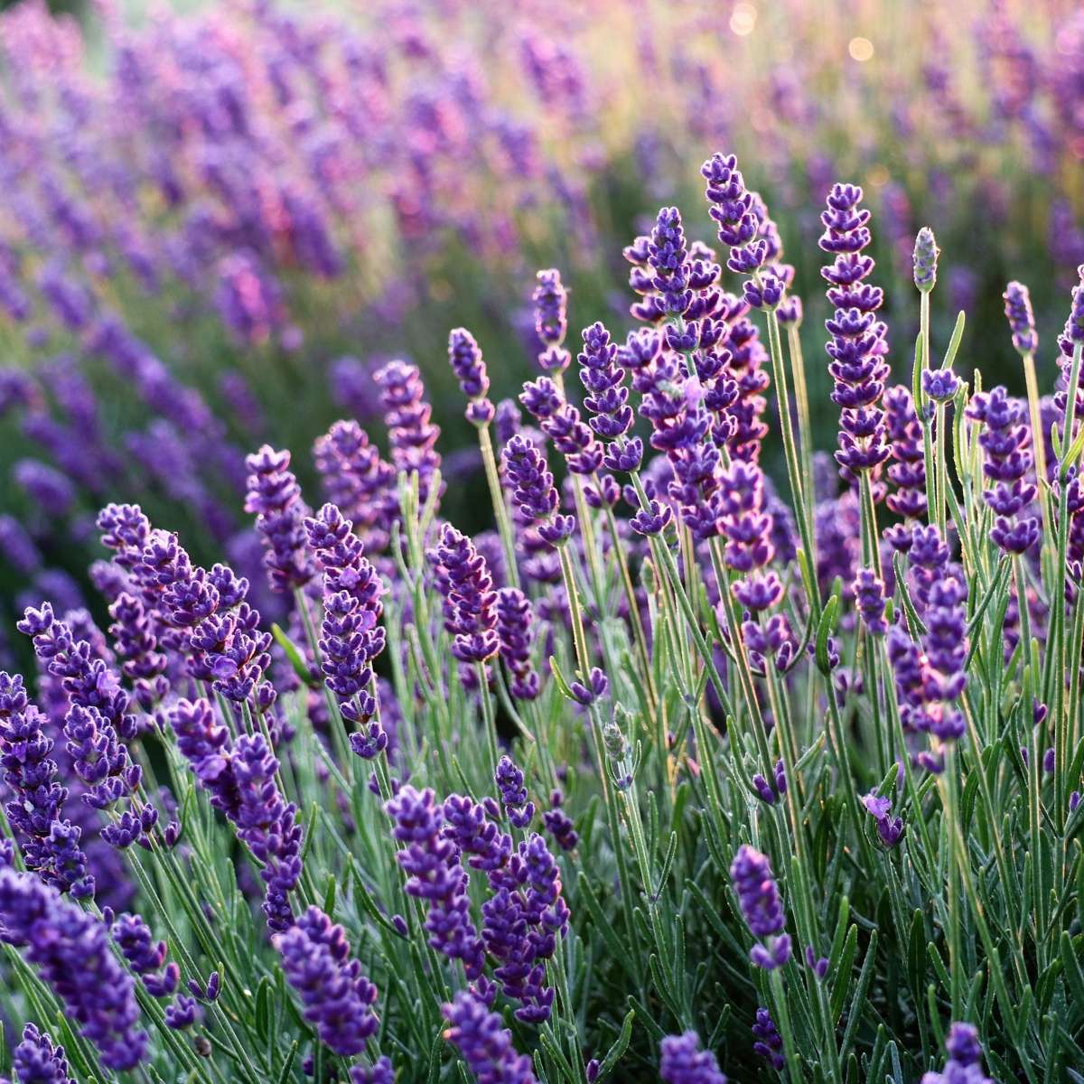 Lavender Lavendelpflanzen - 12 Stk - Lavandula Angustifolia - Höhe 10-15Cm - ⌀11Cm