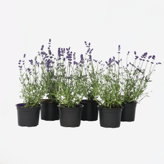 Lavender Lavendelpflanzen - 6 Stk - Lavandula Angustifolia - Höhe 10-15Cm - ⌀11Cm