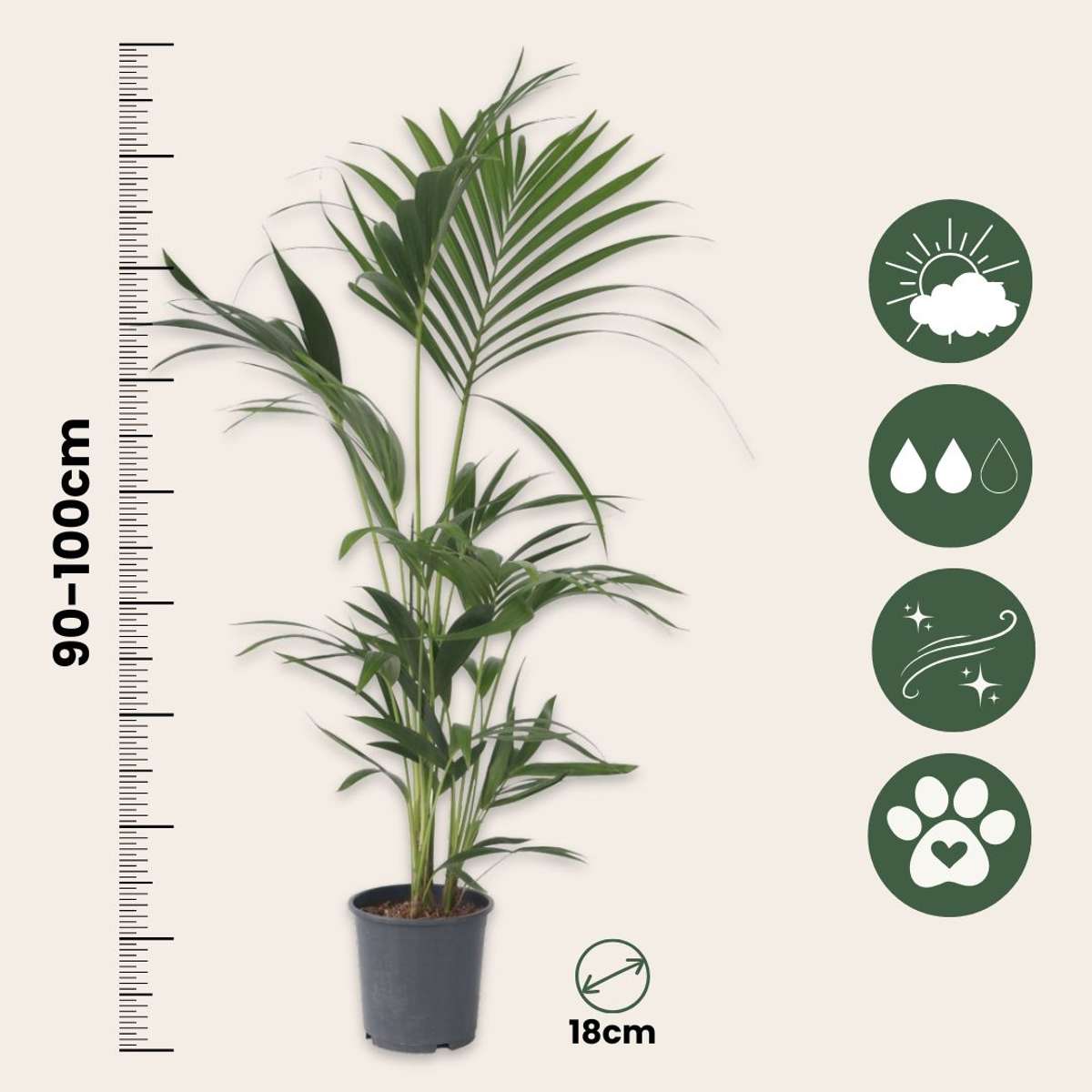 Indoor Palms Kentia Palme - 2 Stk - Howea Forsteriana - Höhe 90-100Cm - ⌀18Cm