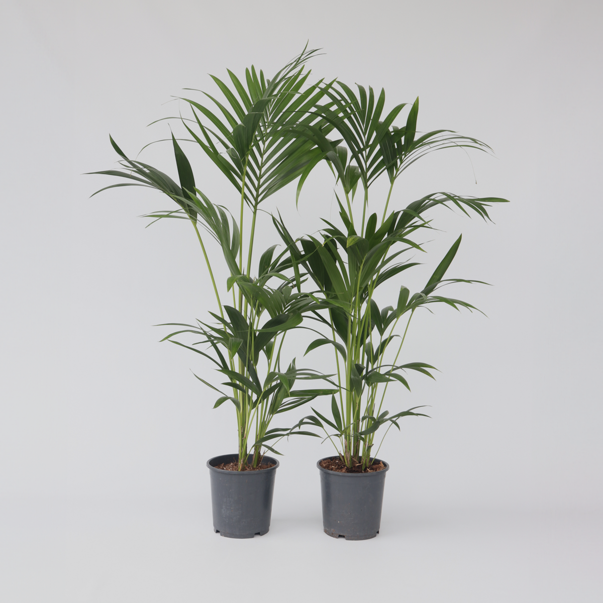 Indoor Palms Kentia Palme - 2 Stk - Howea Forsteriana - Höhe 90-100Cm - ⌀18Cm