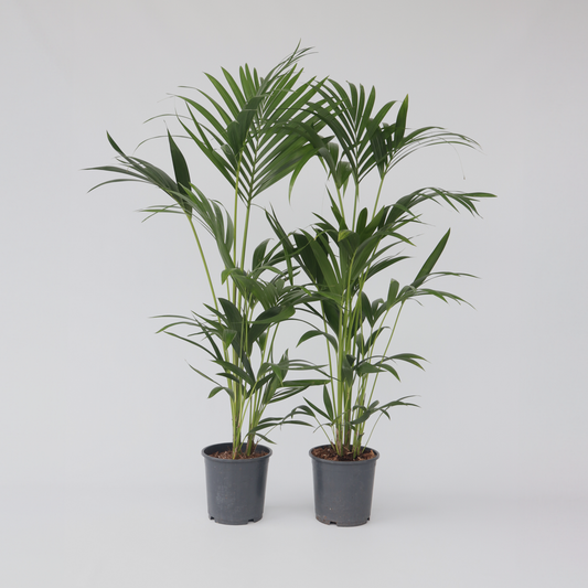 Indoor Palms Kentia Palme - 2 Stk - Howea Forsteriana - Höhe 90-100Cm - ⌀18Cm