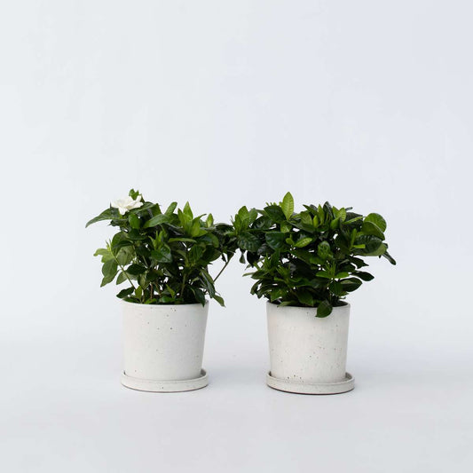 Blooming Houseplants Gardenien - 4 Stk - Gardenia Jasminoides - Höhe 20-30Cm - ⌀13Cm