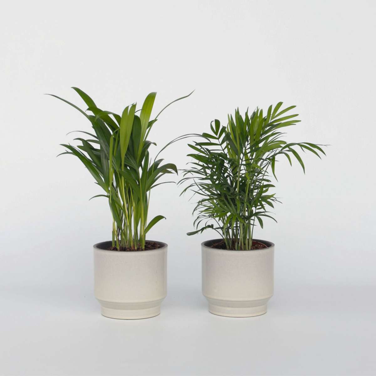 Indoor Palms Kleine Zimmerpalmen - 2 Stk - Dypsis, Chamaedorea - Höhe 25-40Cm - ⌀12Cm