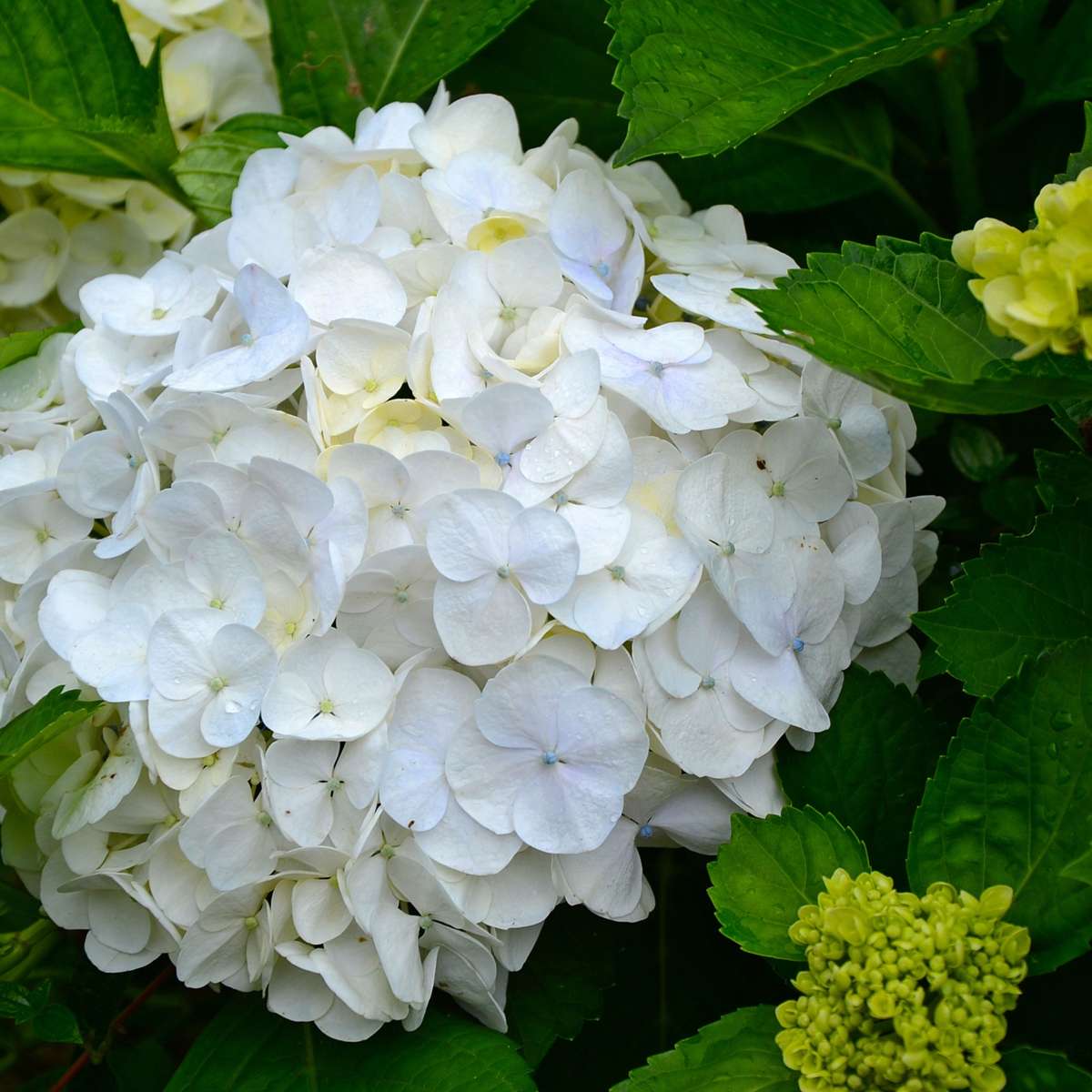 Hydrangea Hortensie - 6 Stk - Hydrangea Macrophylla 'Wudu' - Höhe 25-40Cm - ⌀9Cm