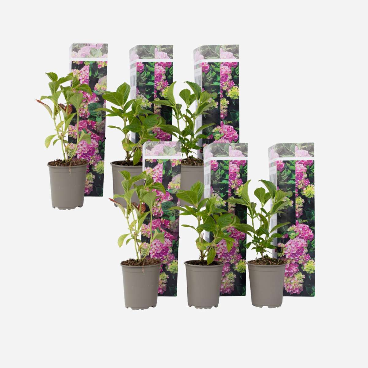 Hydrangea Hortensie - 6 Stk - Hydrangea Macrophylla 'Early Pink' - Höhe 25-40Cm - ⌀9Cm