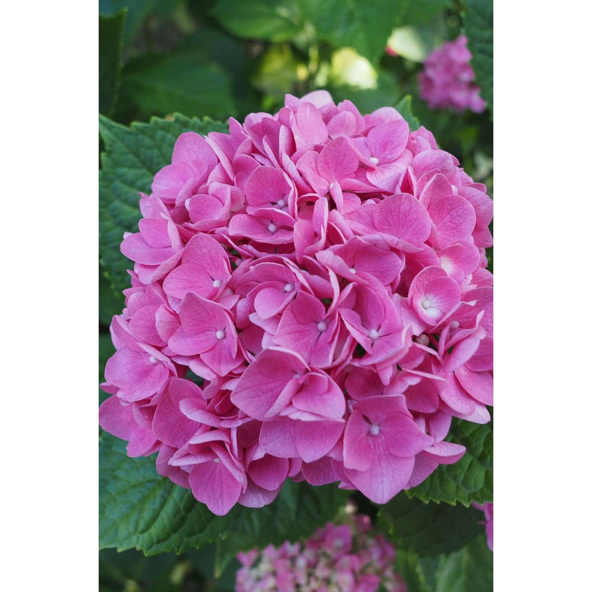 Hydrangea Hortensie - 6 Stk - Hydrangea Macrophylla 'Early Pink' - Höhe 25-40Cm - ⌀9Cm
