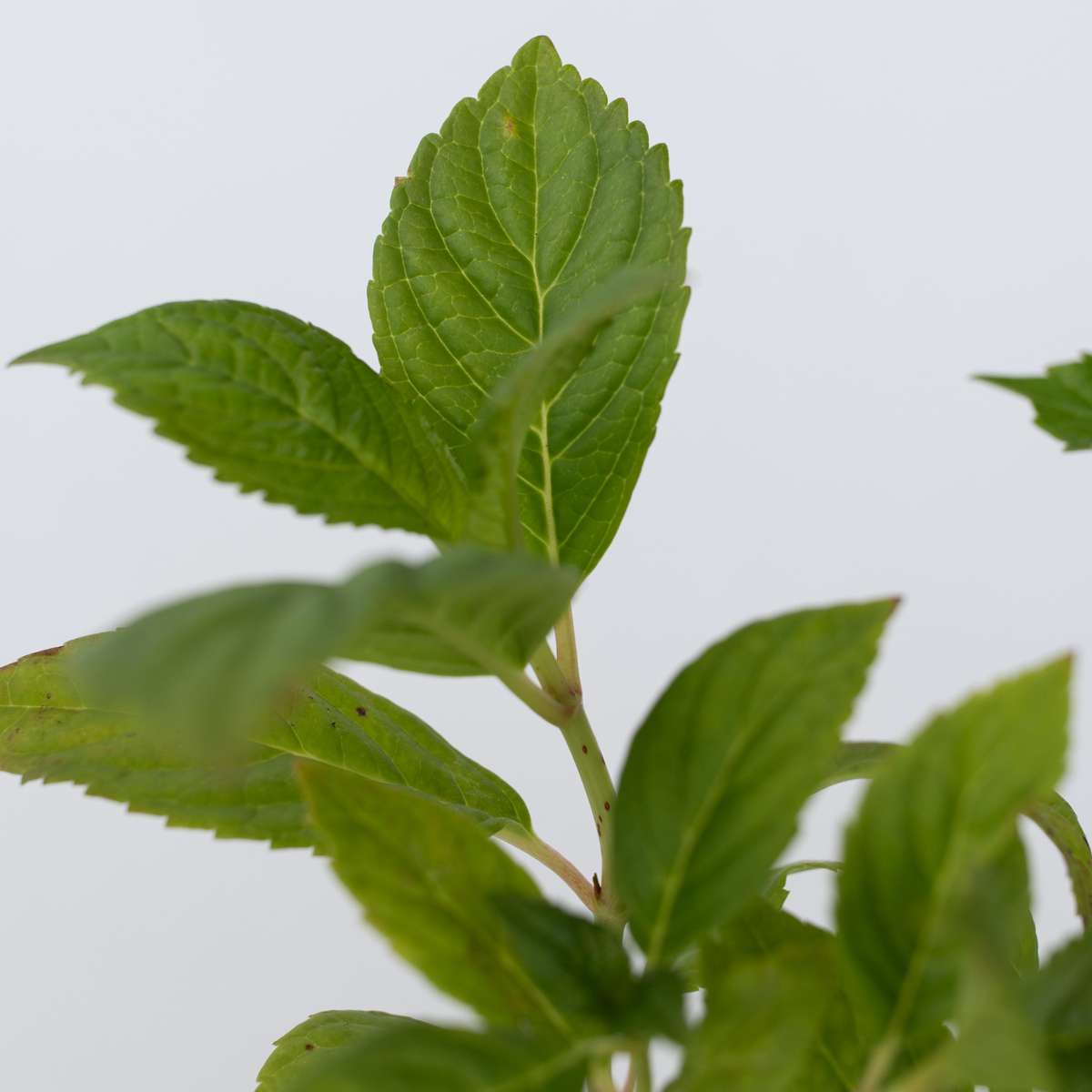 Hydrangea Hortensie - 6 Stk - Hydrangea Macrophylla 'Early Pink' - Höhe 25-40Cm - ⌀9Cm