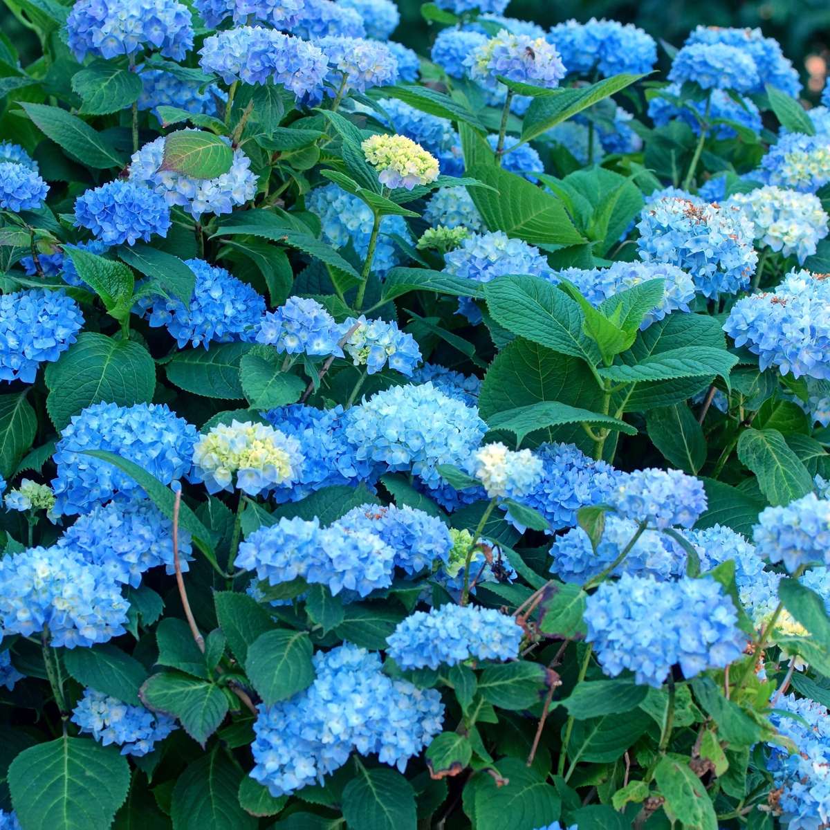 Hydrangea Hortensie - 6 Stk - Hydrangea Macrophylla 'Early Blue' - Höhe 25-40Cm - ⌀9Cm
