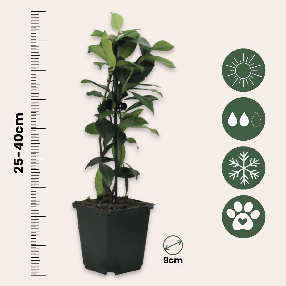 Climbers Sternjasmin - 3 Stk - Trachelospermum Jasminoides - Höhe 25-40Cm - ⌀9Cm