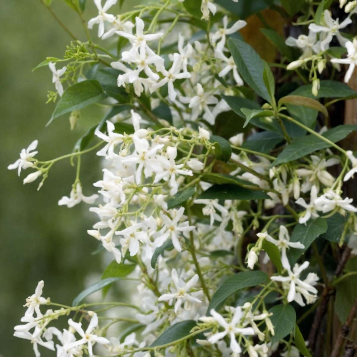 Climbers Sternjasmin - 3 Stk - Trachelospermum Jasminoides - Höhe 25-40Cm - ⌀9Cm