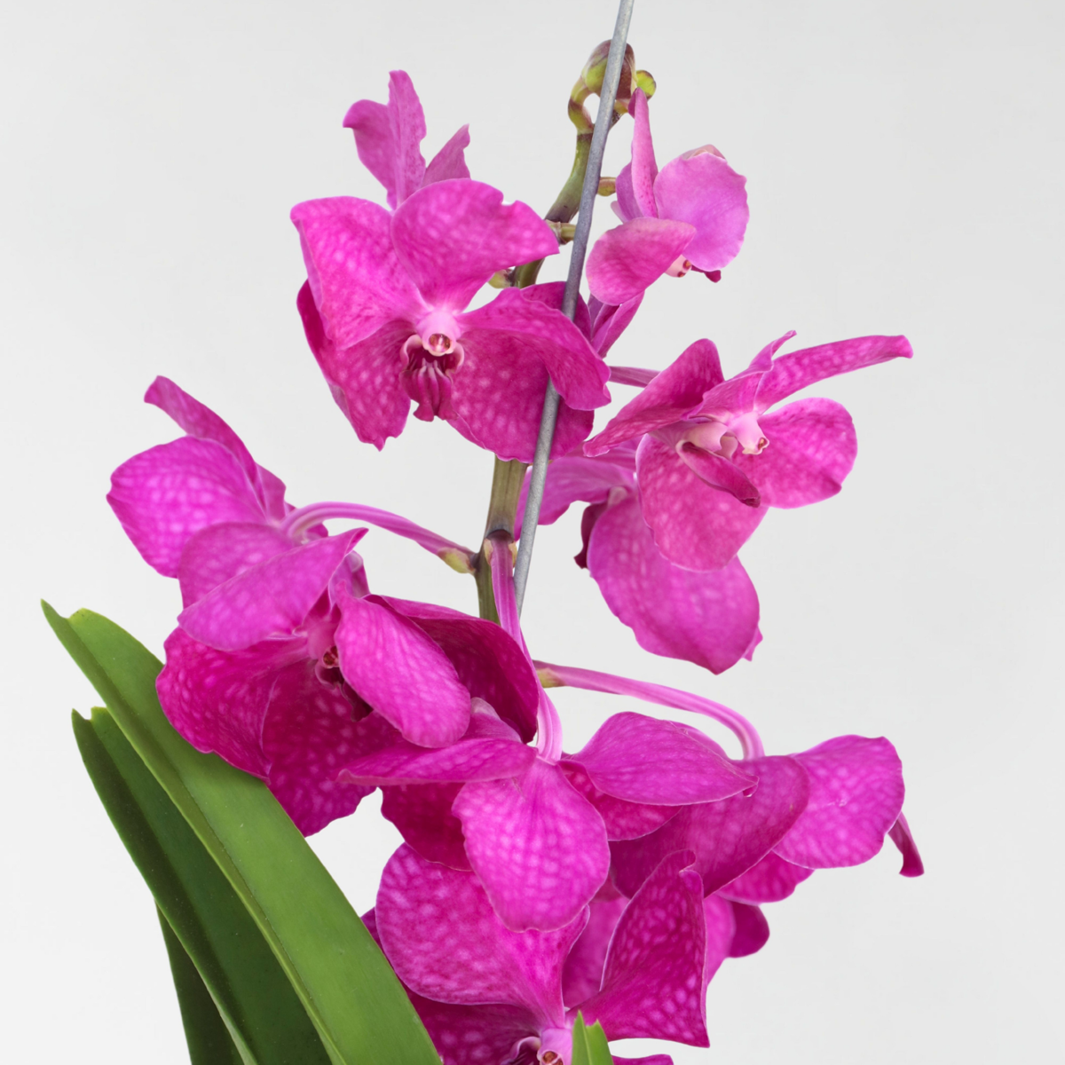 Vanda-Orchidee - Vanda 'Tayanee Cerise' - Höhe 55-65Cm