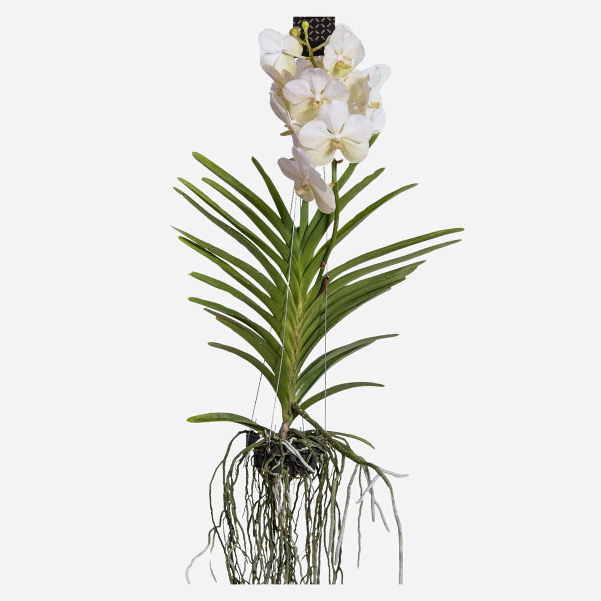 Vanda-Orchidee - Vanda 'White' - Höhe 55-65Cm