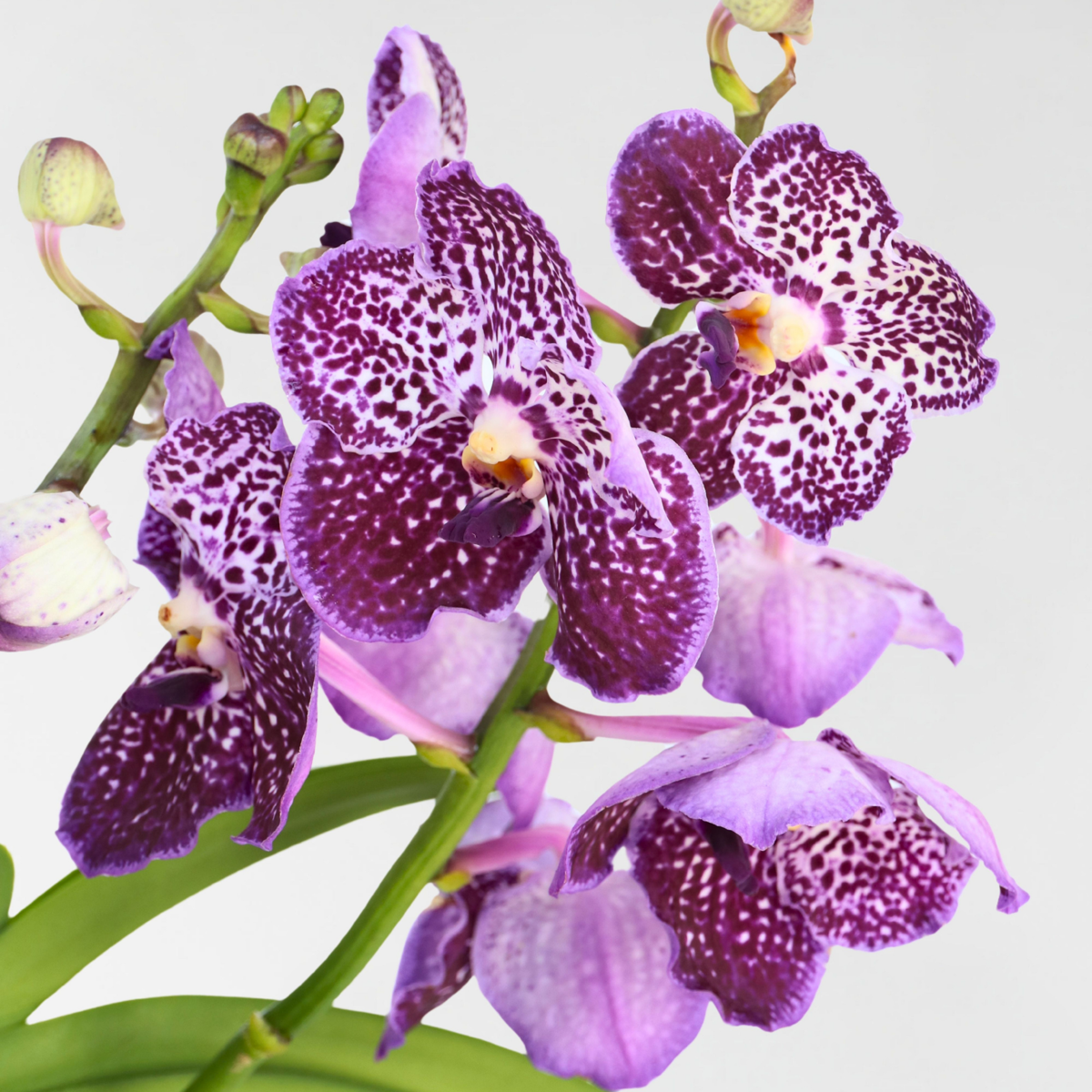 Vanda-Orchidee - Vanda 'Lila' - Höhe 55-65Cm
