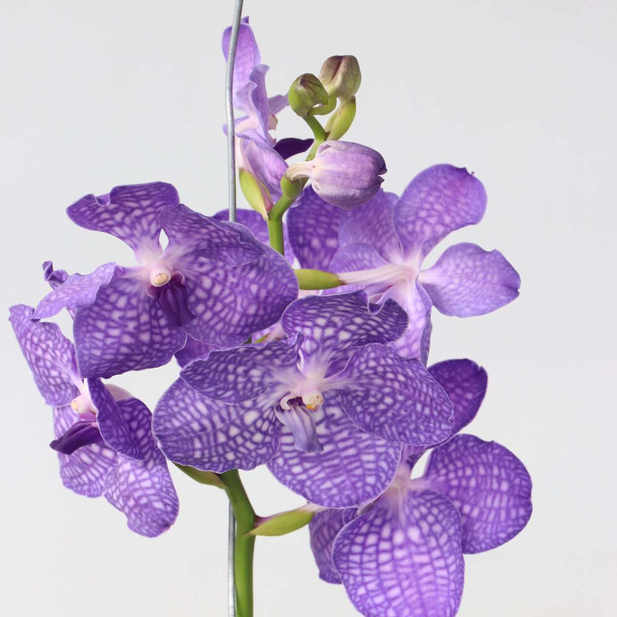 Vanda Orchidee - Vanda 'Magic Royal Blue' - Höhe 90Cm