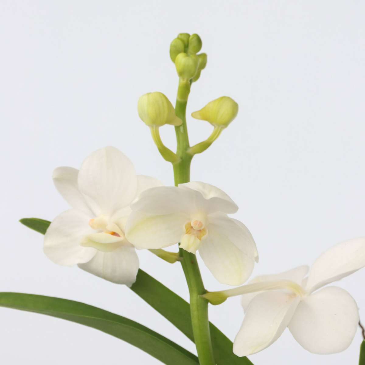 Vanda-Orchidee - Vanda 'White' - Höhe 40-50Cm - ⌀14Cm