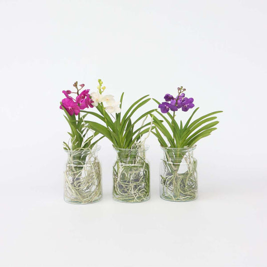 Vanda-Orchidee - Vanda 'Blue' - Höhe 40-50Cm - ⌀14Cm