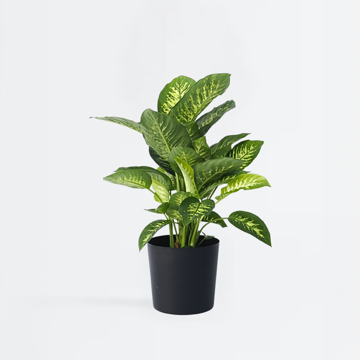 Other Green Houseplants Arum - Dieffenbachia 'Tropic' - Höhe 70-80Cm - ⌀24Cm
