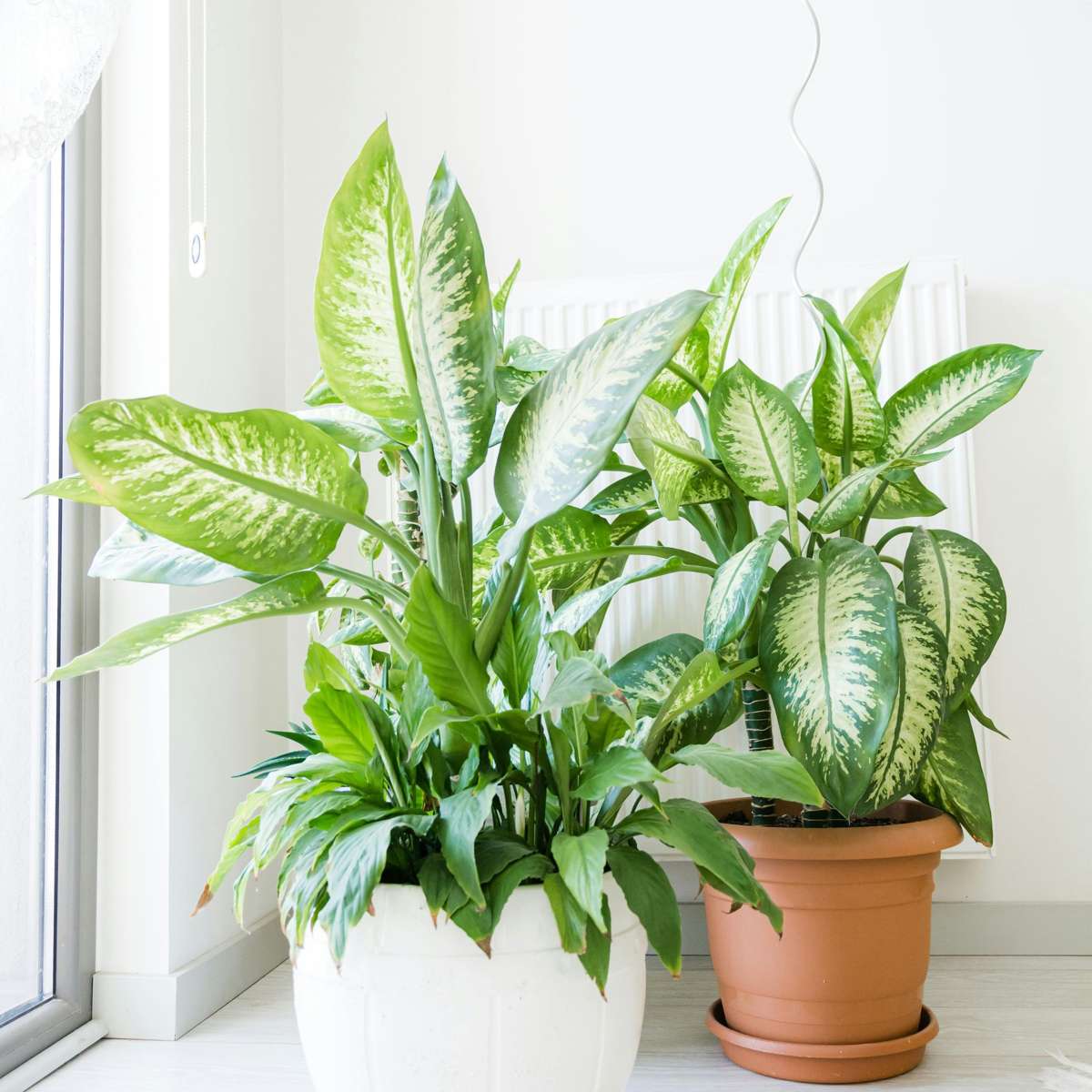 Other Green Houseplants Arum - Dieffenbachia 'Tropic' - Höhe 70-80Cm - ⌀24Cm