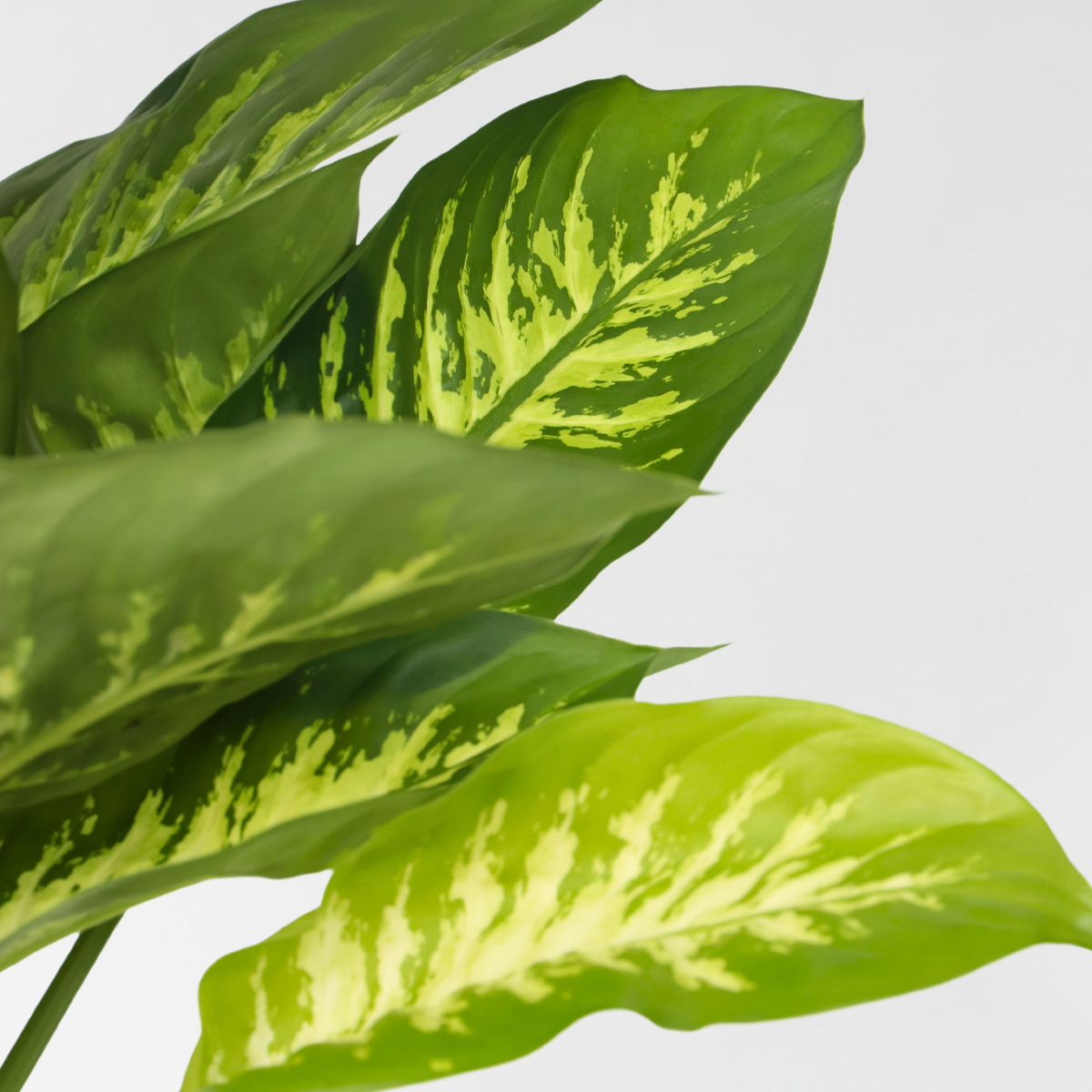 Other Green Houseplants Arum - Dieffenbachia 'Tropic' - Höhe 70-80Cm - ⌀24Cm