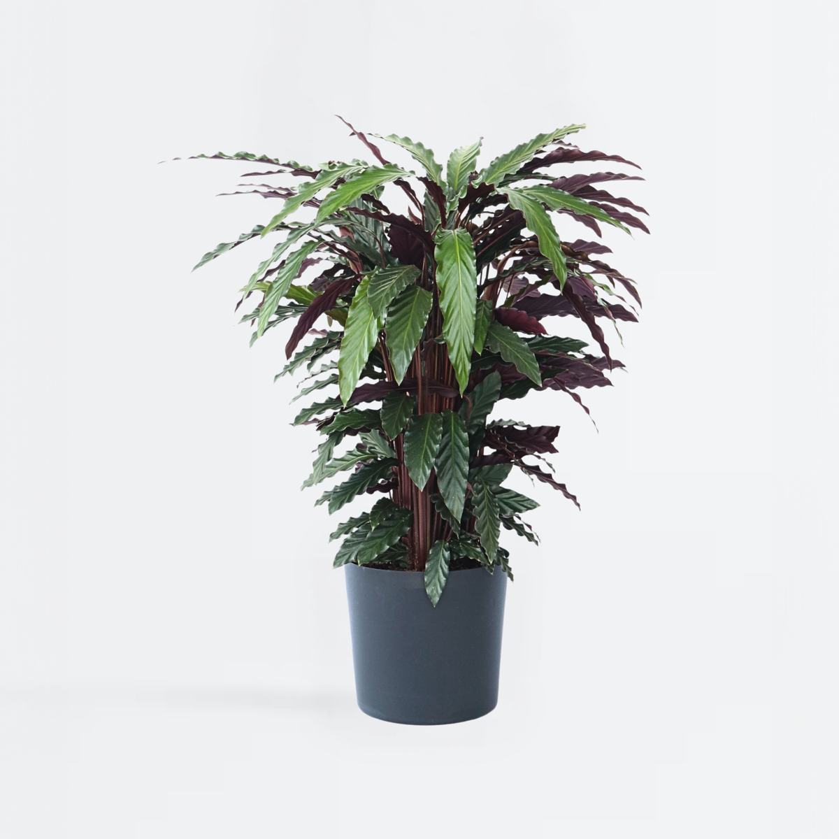 Calathea Korbmarante - Calathea 'Wavestar' - Höhe 90Cm - ⌀27Cm