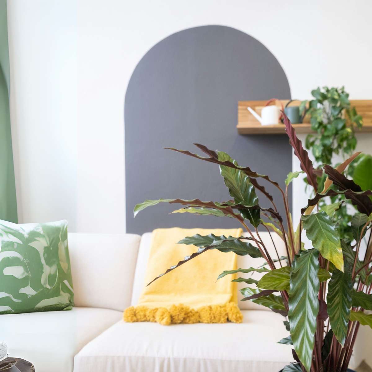 Calathea Korbmarante - Calathea 'Wavestar' - Höhe 90Cm - ⌀27Cm