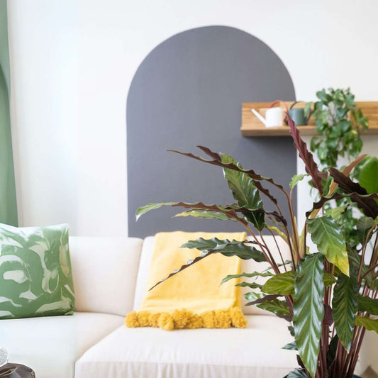 Calathea Korbmarante - Calathea 'Wavestar' - Höhe 90Cm - ⌀27Cm