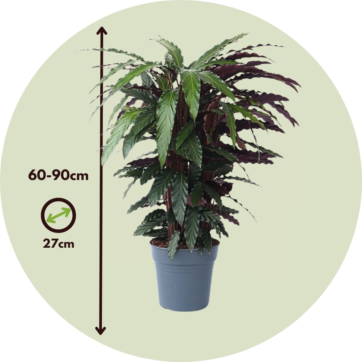 Calathea Korbmarante - Calathea 'Wavestar' - Höhe 90Cm - ⌀27Cm