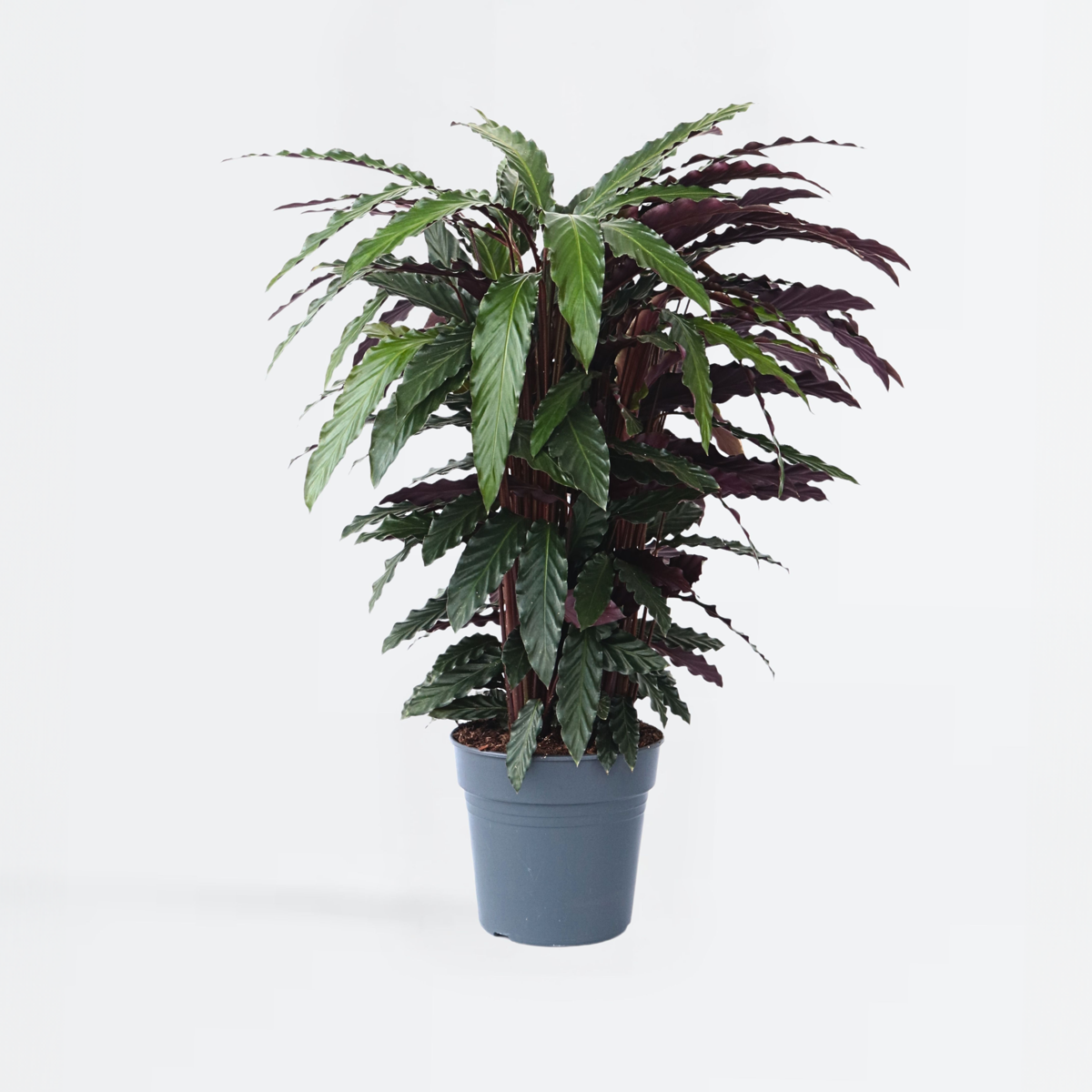 Calathea Korbmarante - Calathea 'Wavestar' - Höhe 90Cm - ⌀27Cm